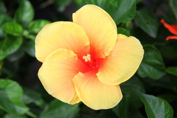 Closeup of yellow hibiscus flower