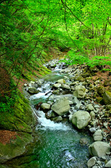 西丹沢の白石沢　新緑の渓流
