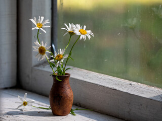 Beautiful retro still life with chamomile flowers in clay jug on windowsill of old window of old...