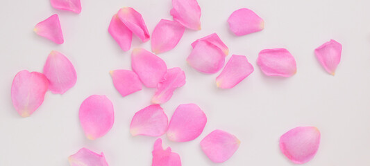 白背景にピンクの薔薇の花びらのフレーム