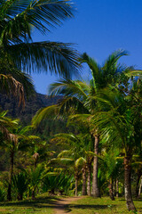 Fototapeta na wymiar Palm Trees (Praia de Calhetas)