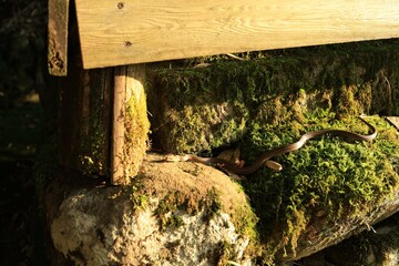 岩の上のしまへび