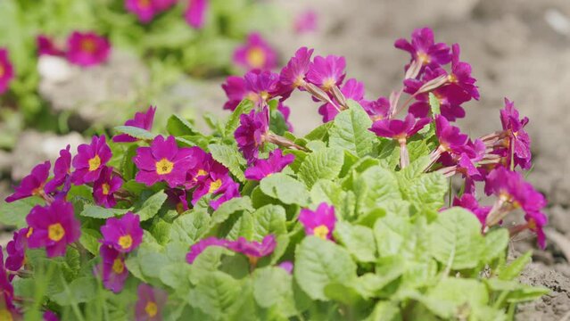 Background of flowers. Beautiful of spring primroses flowers or primula polyanthus or perennial primrose, with green leaves.