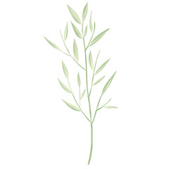 Fototapeta premium Watercolor leaves and branches lovely design elements. rosemary isolated on white