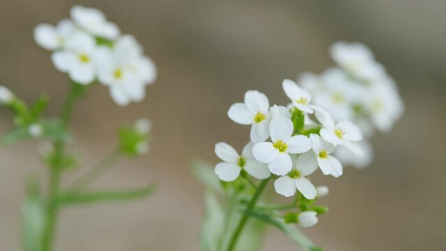 Alyssum maritimum or niwanazuna. Sweet alyssum or sweet alison in nature. Close up.