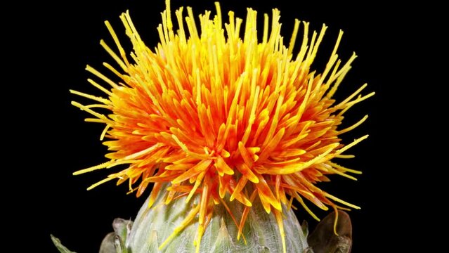 Time Lapse an interesting orange Safflower flower blooming