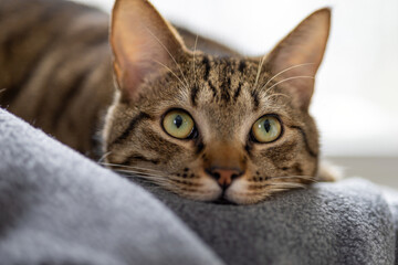 Obraz na płótnie Canvas close up of a cat