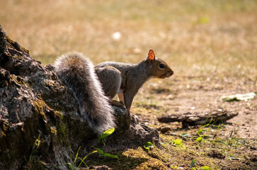 squirrel in the park