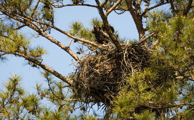 Wild Juvenile Bald Eagle fledging from breeding nest in Rome Georgia.