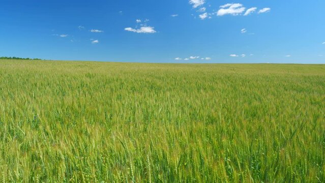 Beautiful blue sky in countryside over a field of wheat. Agricultural field of yellow green barley wheat in strong wind.