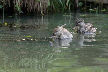 Gadwall Duck Pair Foraging for Food in a Marsh