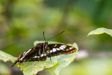 Lorquin's Admiral Butterfly Rests on a Leaf