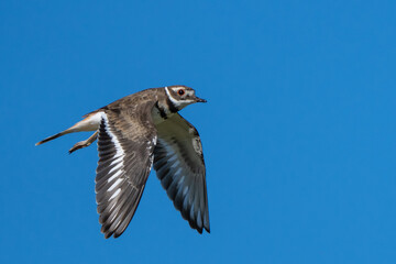 Killdeer Shorebird Flies on a Blue Sky Day