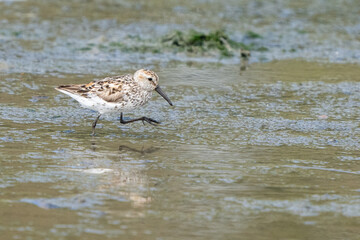 Western Sandpiper Shorebird Wades Purposefully Across the Marsh