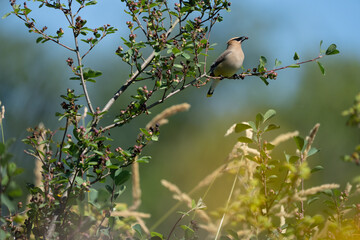 Cedar Waxwing Bird Plays With a Berry