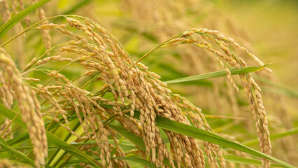 日本の秋の水田風景・黄金色の稲穂
