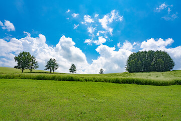 夏のマイルドセブンの丘