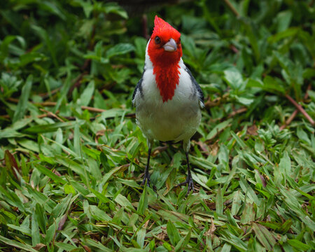 Hoomaluhia Botanical Gardens