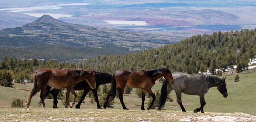 Small herd of wild horses high above the Bighorn Canyon Recreation Area in Wyoming United States