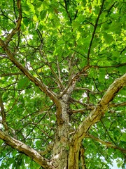 Tall, Bright Tree With Rough Bark
