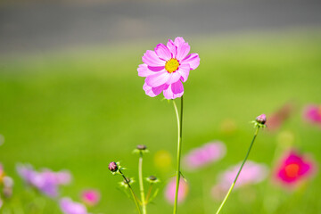 コスモスの花