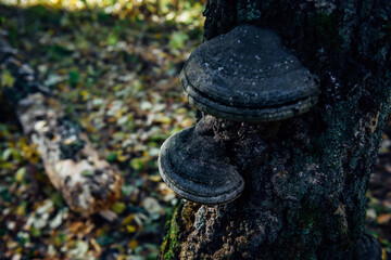 Chaga mushroom growing on old tree with medicinal anti-cancer properties. Tinder fungus on a birch trunk. Alternative medicines concept.