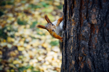 Fluffy squirrel on a tree in city park or forest, blurred autumn background. Close-up.