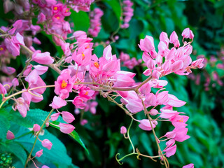 pink flowers in the garden