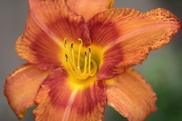 Fototapeta na wymiar Orange daylily flower on a plant in a garden