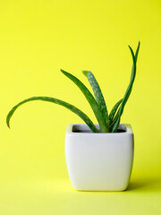 Succulent Aloe Vera Plant on White Pot Isolated on bright yellow Background by front view. Vertical mock up, copy space, close up