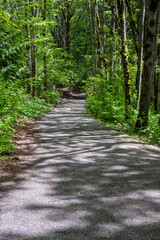 Woodland trail on a sunny spring day, deciduous forest in Bellevue, WA
