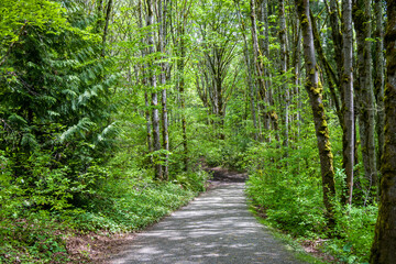 Woodland trail on a sunny spring day, deciduous forest in Bellevue, WA 