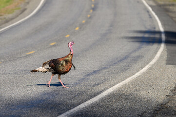 Wild turkey crossing sunny state highway in Kittitas County, Eastern Washington State
