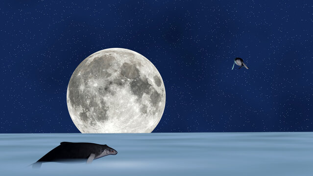 A Humpback whale is flying on blue fluffy cloud plane with full moon and star field in background (3D Rendering)