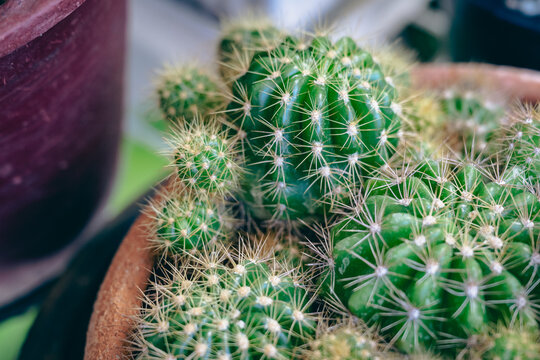 Small cactus plants growing in a pot in the garden, selective focus.