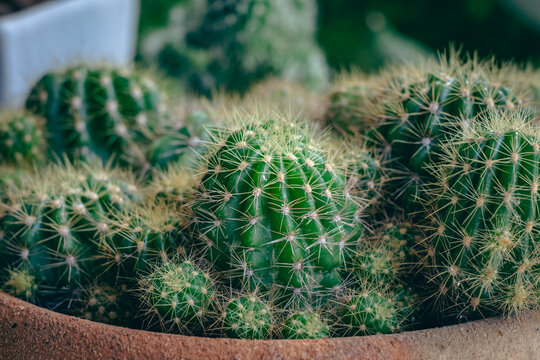 Small cactus plants growing in a pot in the garden, selective focus.