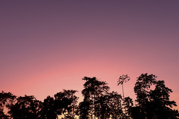 silhouette of a tree