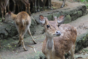 a herd of bawean deer near the cage
