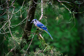 Beautiful Blue Jay in an Alabama Cedar Tree 