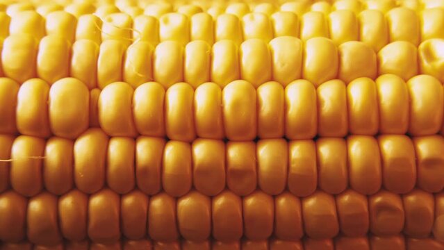 Close-up ripe peeled corn cobs rotating in sunlight. Pattern of fresh corn grains, selective focus. Healthy eating, sustainable resources. Thanksgiving day concept.