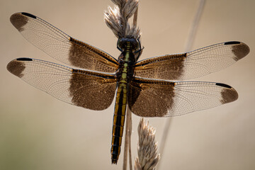 Female Widow Skimmer Dragonfly