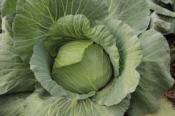 Obraz premium 野菜収穫の新鮮キャベツの葉