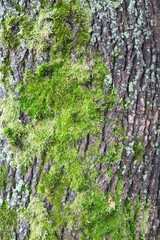Obraz premium Tree bark texture 