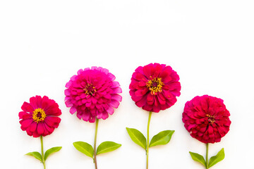 colorful pink flowers zinnia elegans local flora of asia arrangement flat lay postcard style on background white 