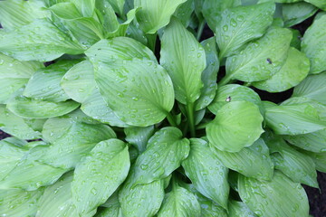 dew on green leaves of plant 