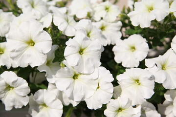 Fototapeta na wymiar White petunias closeup
