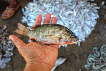 tilapia fish in hand in nice blur bckground hd
