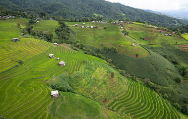 Fototapeta na wymiar Paddy rice fields in shape of layer at Papongpaing, Chaingmai, Thailand. local organic natural travel.