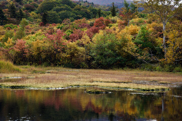 早秋のイワカガミ湿原