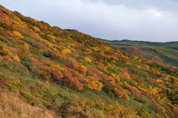 夕日に照らされる紅葉の山肌